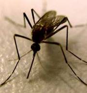 What and How about Zika virus What and How about Zika virus